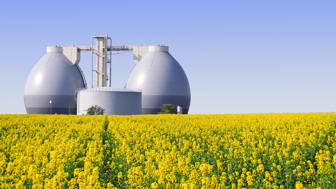 Получение биогаза: Тройная польза от навоза